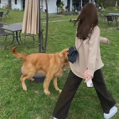 练恋舞